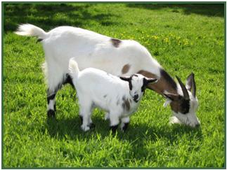 A mother and baby goat