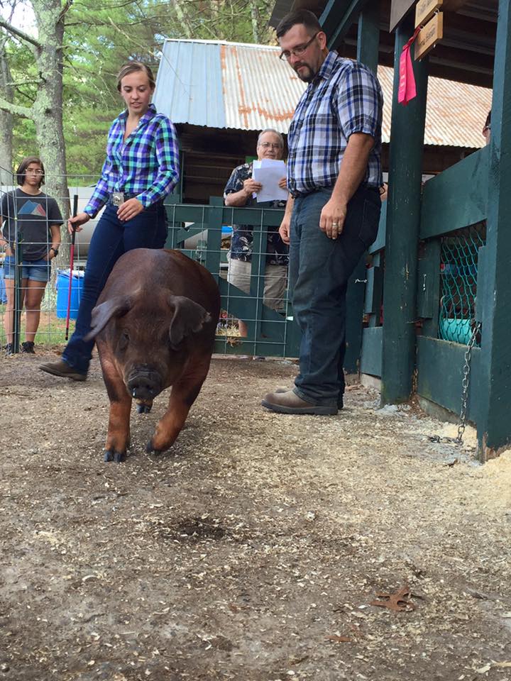 Presenting a pig at a fair