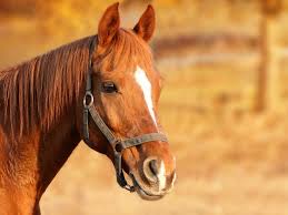 horse