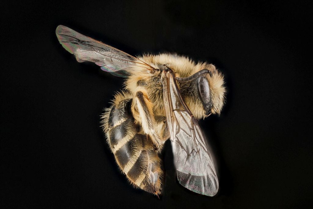  Colletes inaequalis 