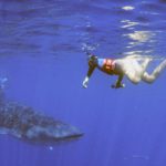 Bethany DeLoof swims with a whale shark off the coast of Mexico during a URI summer course in 2019. (Photo courtesy of Bethany DeLoof)
