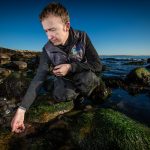 Researcher Niels Hobbs finds several Asian shore crabs among the rocks