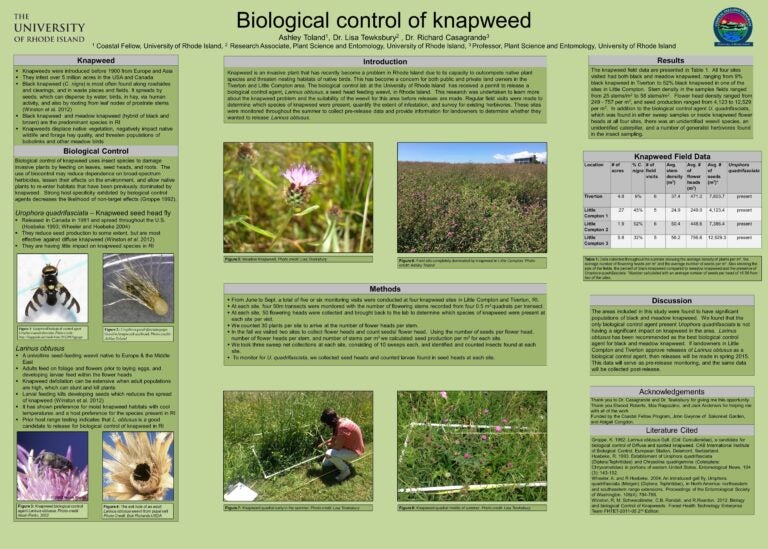 Knapweed – Biocontrol Lab