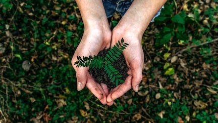 innovation challenge a plant held in the palm of a person's hands