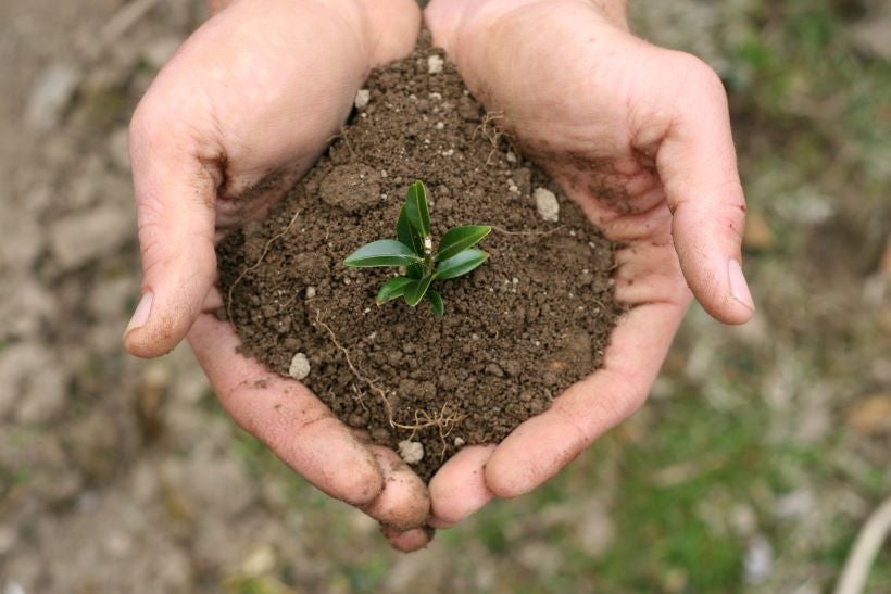 picture of hands with soil and plant.