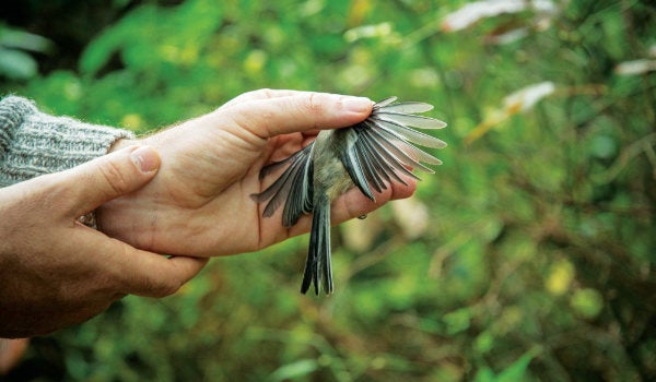 Peter Paton holds out the wing of a tufted titmouse and assesses the condition of its flight feathers.