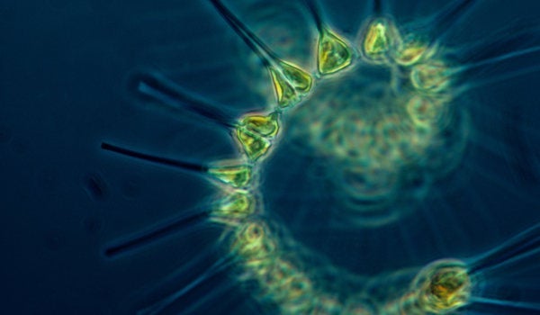 Helix shaped microscopic image