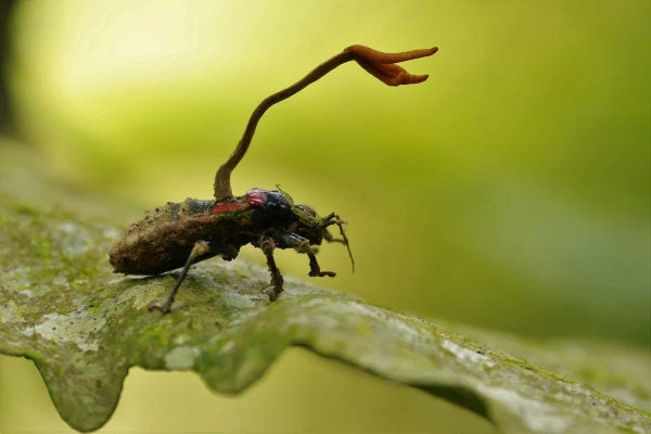 Close up of a Cordyceps, the parasitic fungus that infects an insect, growing inside of it until it bursts out.