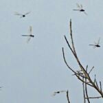 Image of a group of dragonflies around a bushel of branches