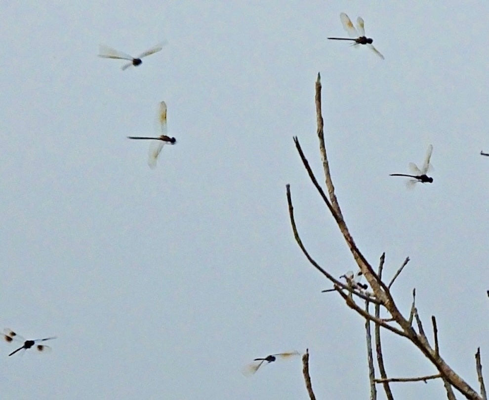 Image of a group of dragonflies around a bushel of branches