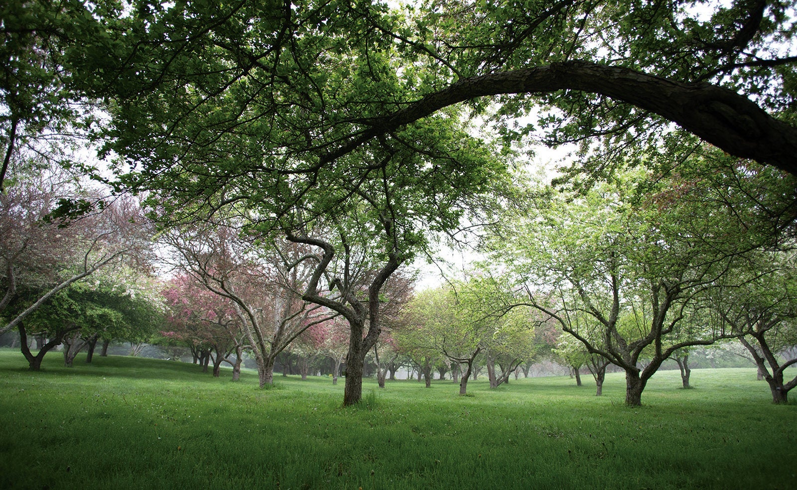 Blossoming fruit trees at URI's East Farm on a misty morning.