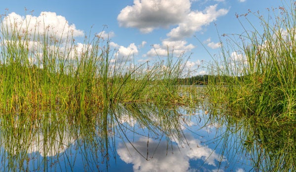 Coastal wetlands with grasses and clouds reflected in the water