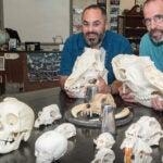 David Upegui (left) and David Fastovsky in Upegui’s Central Falls High School classroom. They wrote and received a grant to purchase the skulls.