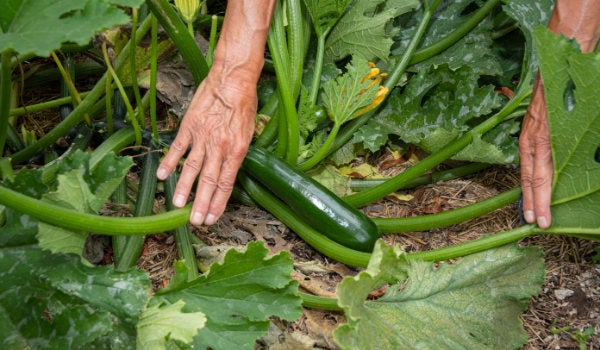 A master gardener volunteer reveals the zucchini squash growing beneath the large leaves