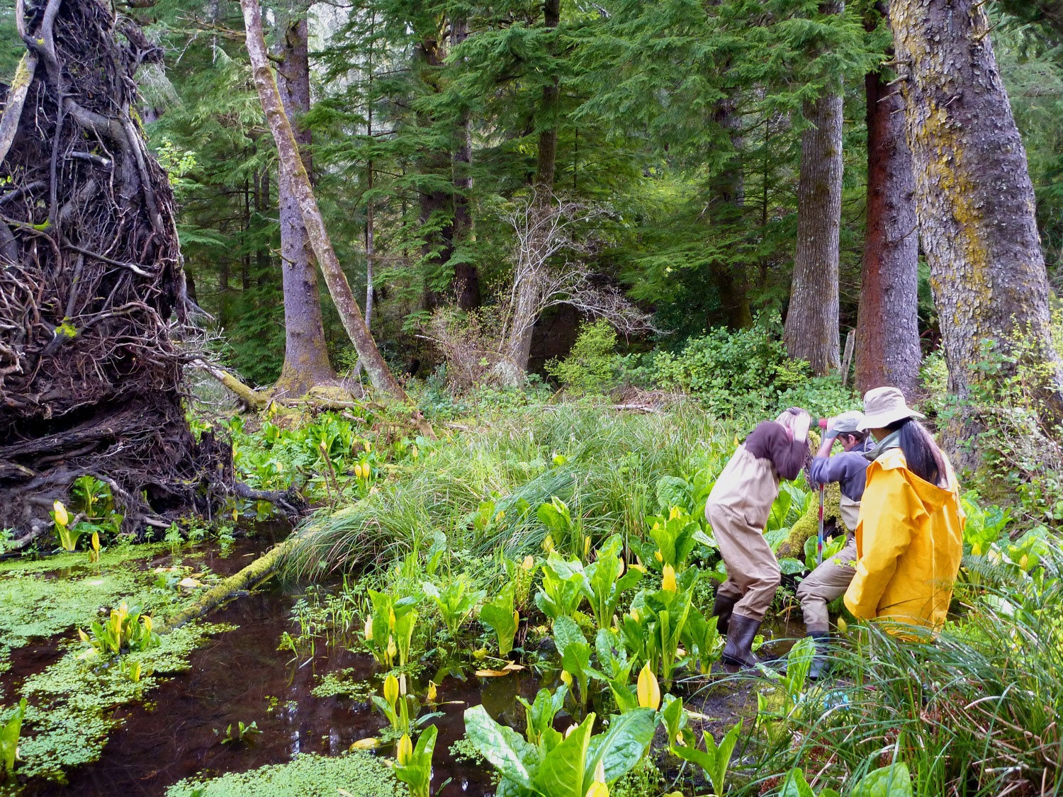 Researchers gathering data in a lush green swamp environment
