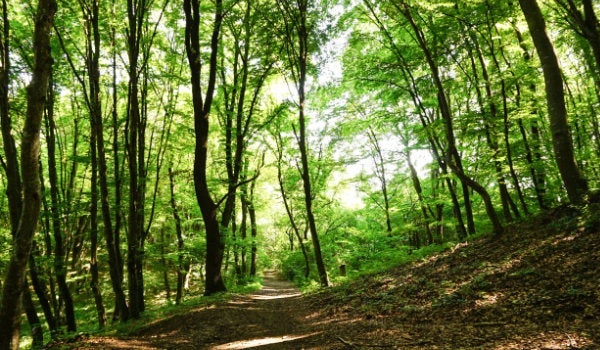 Path into a shady woodland landscape