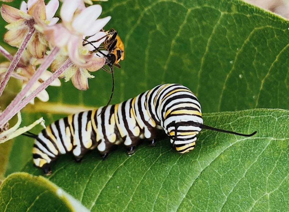 Image of a monarch butterfly caterpillar