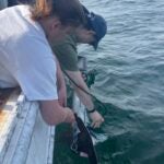 image of two researchers leaning over the side of a boat and catching a shark for research purposes