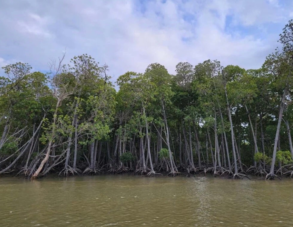 image of Protected mangrove from the Tsiribihina Delta in Menabe.