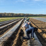 image of a line of people working on a farm. The group of people are kneeling down tending to a row of seedlings in a large agricultural field.