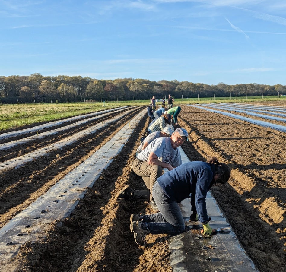 image of a line of people working on a farm. The group of people are kneeling down tending to a row of seedlings in a large agricultural field.