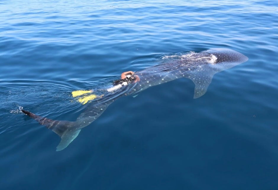 Image of a researcher in scuba gear swimming next to a whale shark