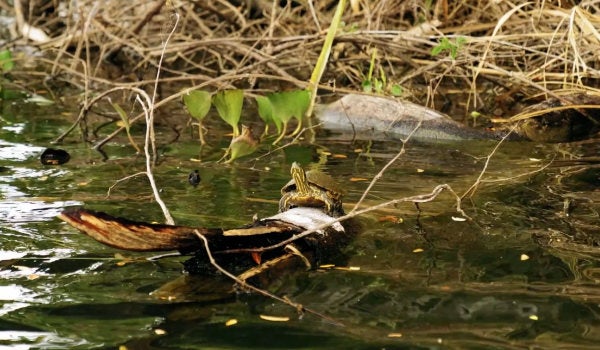 A turtle on a log in a pond