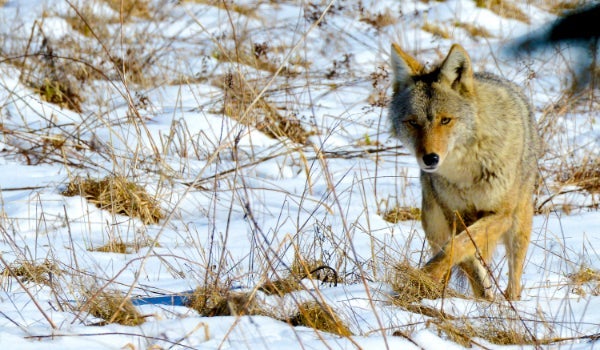 A fox walking across snow grasslands
