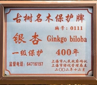 The descriptive plaque seen beneath the 400-year-old Ginkgo tree in the Shanghai Yu Garden (also known as Yuyuan)