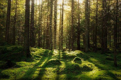 A lush woodland with light filtering through the tree canopy