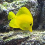 A brightly colored, yellow fish, feeding on at a rocky ledge