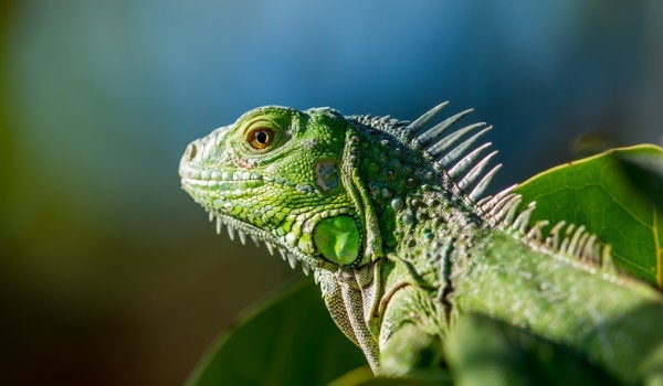 A green reptile in profile against a blurred natural background
