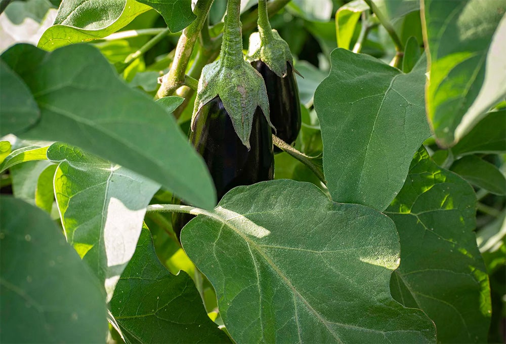 image of 2 eggplants hanging in vines through large leaves