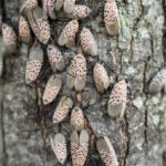 image of a group of spotted lantern flies on a tree. The flies are clustered together and light brown with small black dots on the wings.
