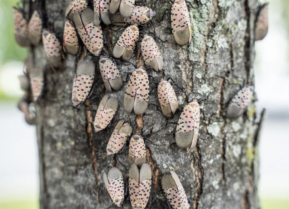 image of a group of spotted lantern flies on a tree. The flies are clustered together and light brown with small black dots on the wings.