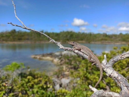 A male brown anole lizard (Photo by: Oriol Lapiedra)