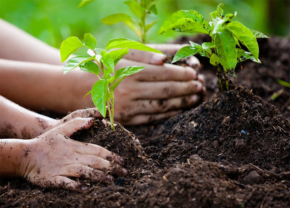 image of hands planting new plants in soil