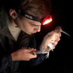 image of a researcher holding an American woodcock under the red light of his headlamp