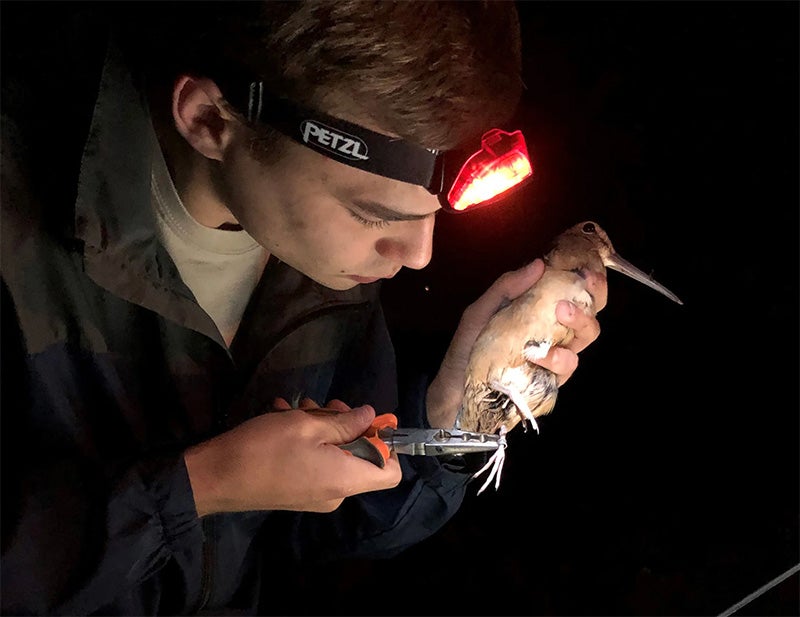 image of a researcher holding an American woodcock under the red light of his headlamp