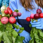URI-grown fresh, free produce is available at no cost for URI students, starting Sept. 10. (URI Photos / Nora Lewis)
