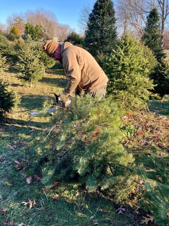 Person chopping down holiday tree