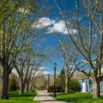 Trees on URI Campus