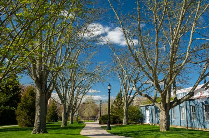 Trees on URI Campus
