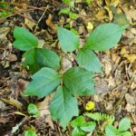 Poison Ivy
