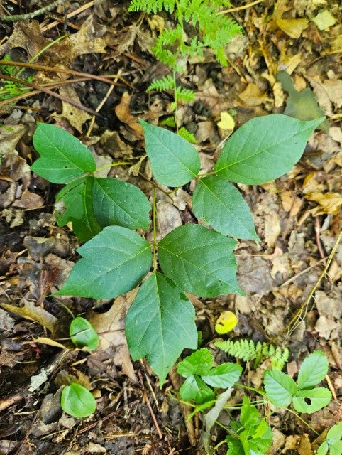 Poison Ivy