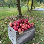Basket of Apples