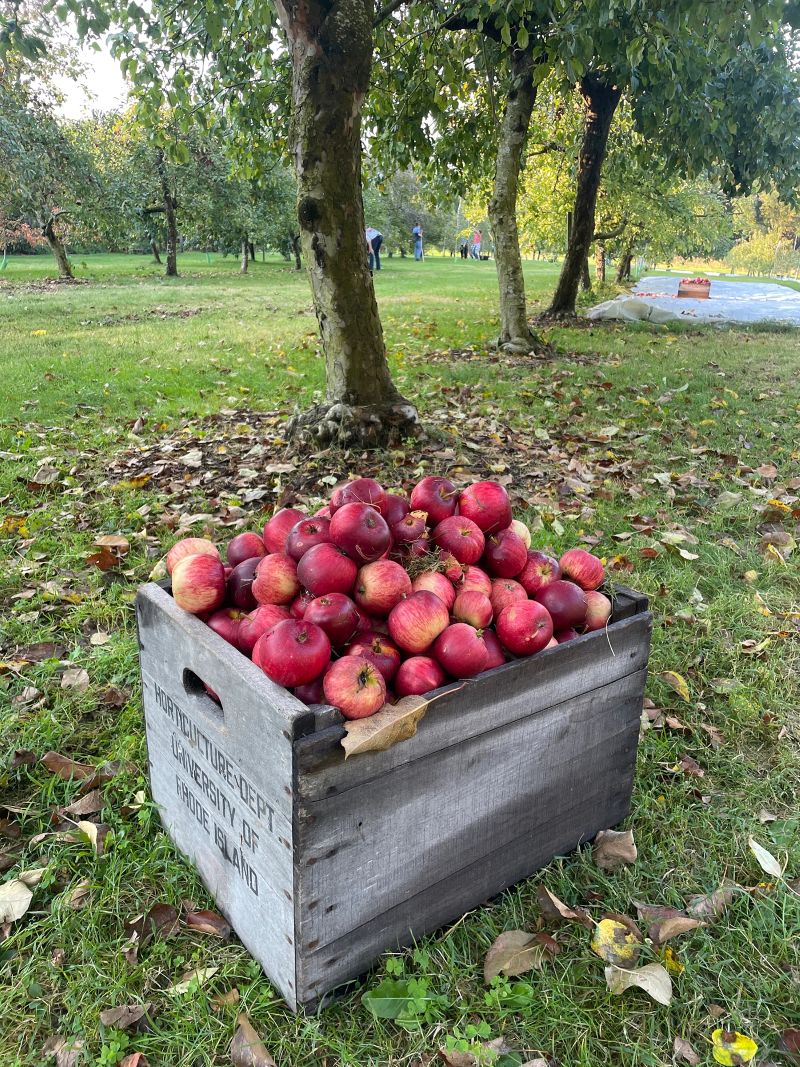 Basket of Apples