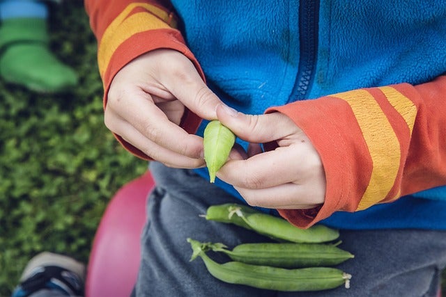 Hands holding peas