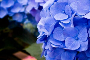 Depression blue hydrangea flipped cropped