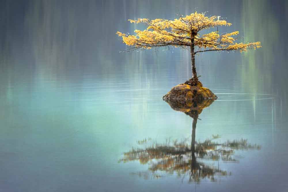 Tree with reflection in foggy lake